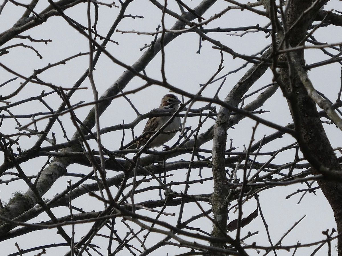 Lark Sparrow - ML612953974