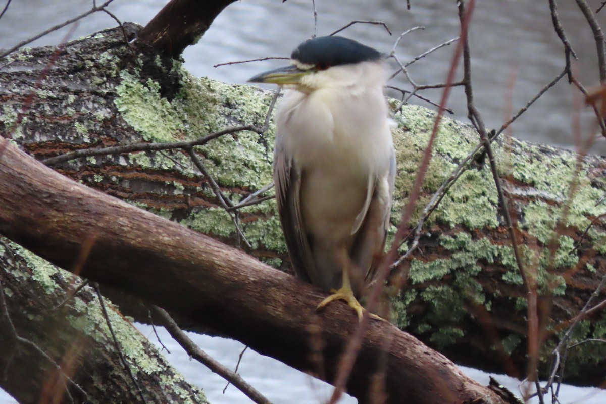 Black-crowned Night Heron - ML612953997