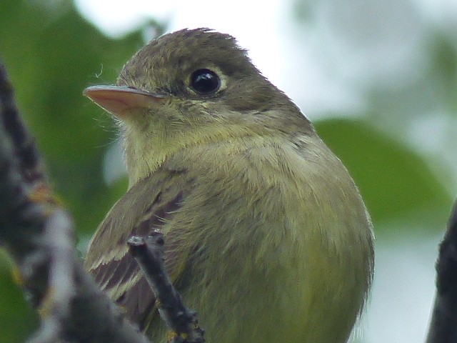 Western Flycatcher (Pacific-slope) - ML61295401