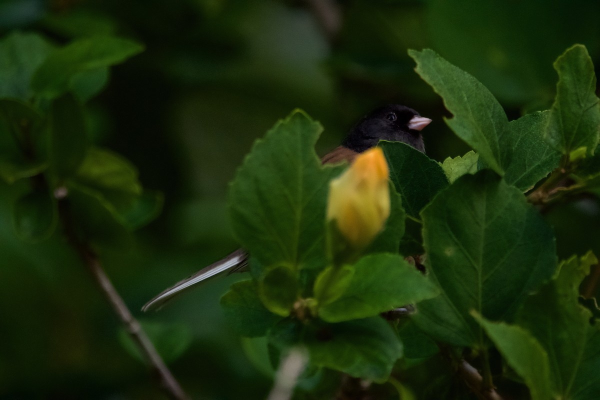 Junco ardoisé - ML612954013