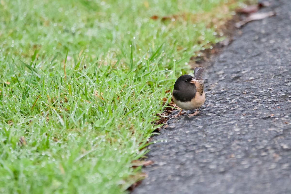 Junco ardoisé - ML612954014