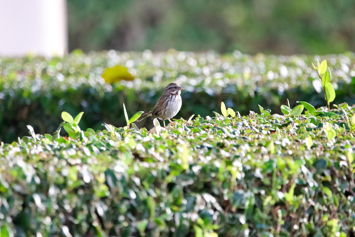 Song Sparrow - Jonathan Mills-Anderson