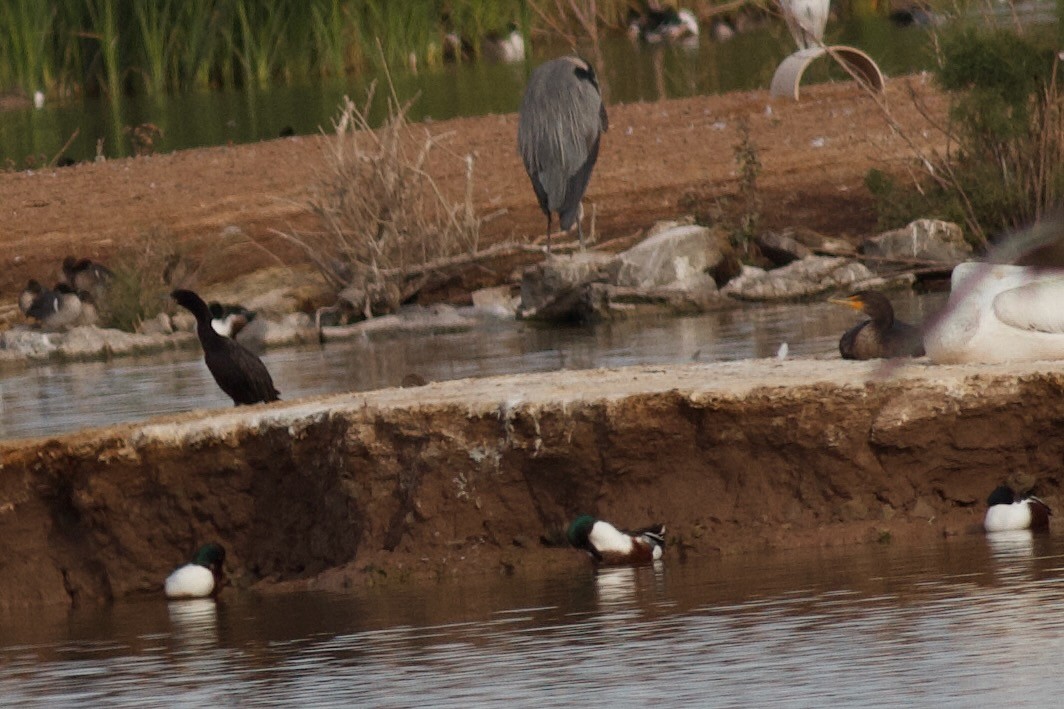 Neotropic Cormorant - ML612954061