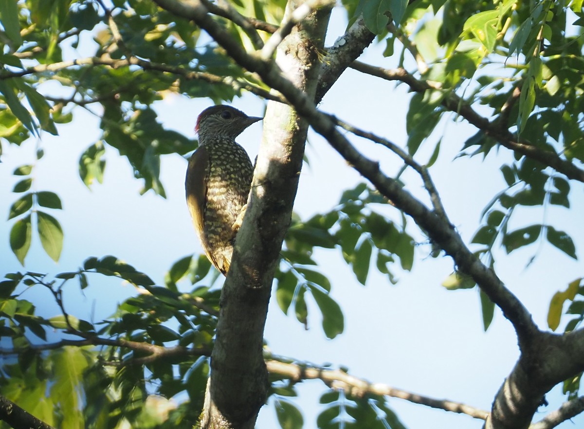 Buff-spotted Woodpecker - Stephan Lorenz