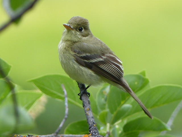 Western Flycatcher (Pacific-slope) - ML61295411