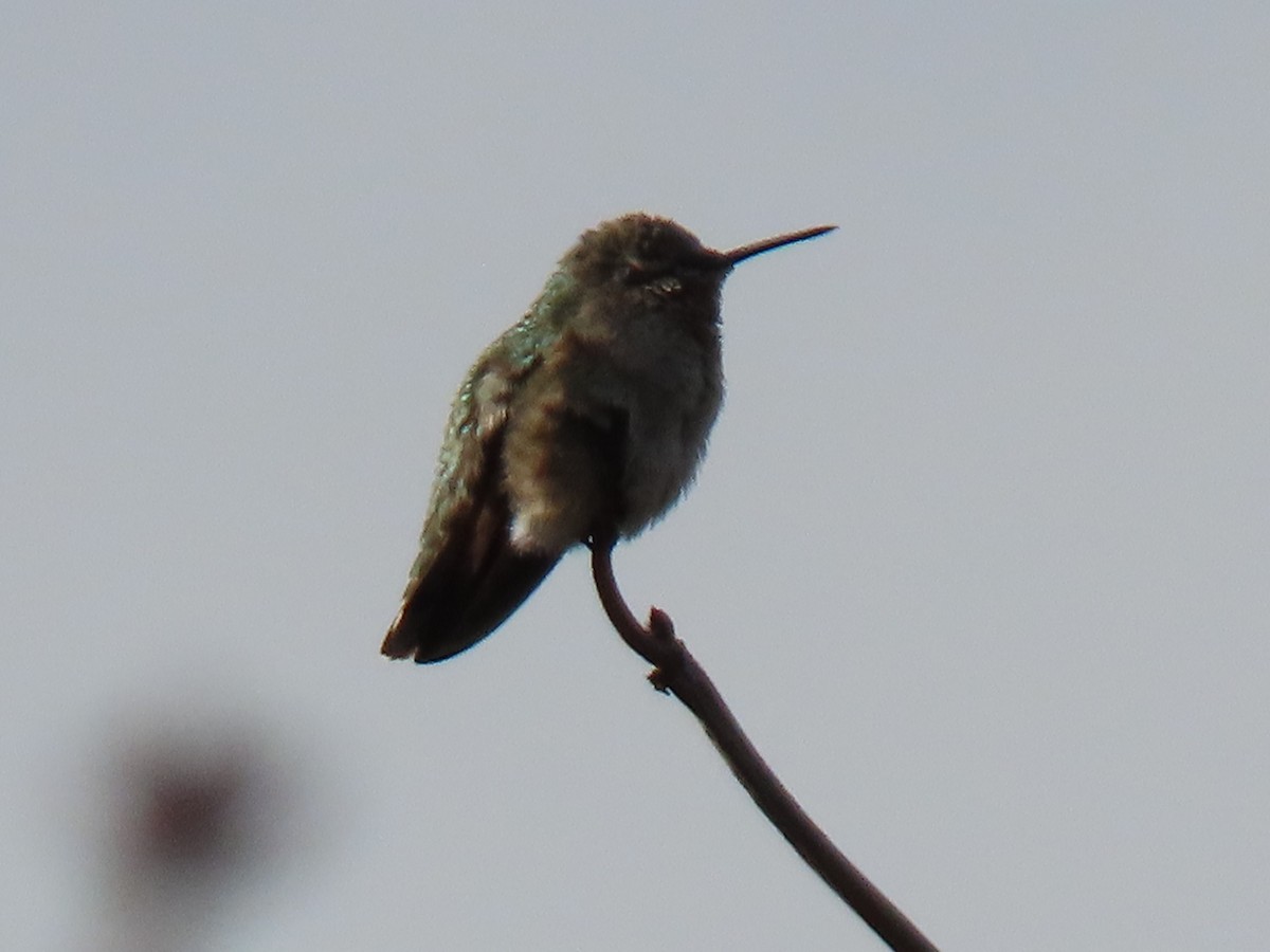 Anna's Hummingbird - ML612954173