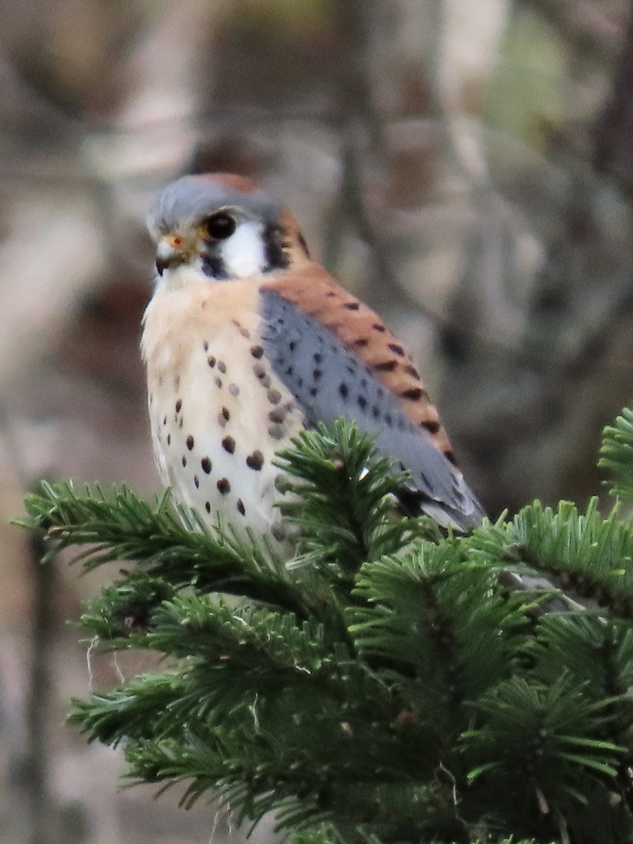 American Kestrel - ML612954181