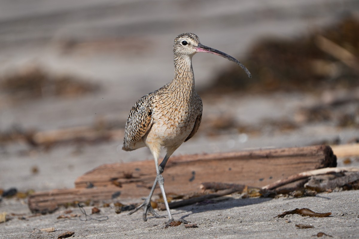 Long-billed Curlew - ML612954310