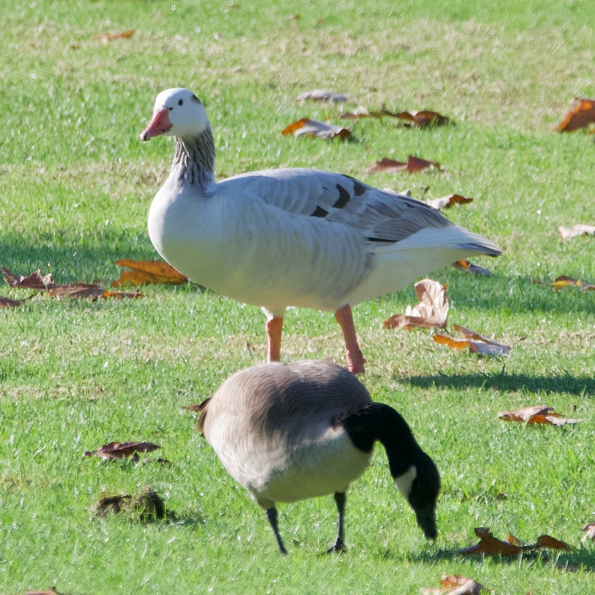 Domestic goose sp. (Domestic type) - Jonathan Mills-Anderson