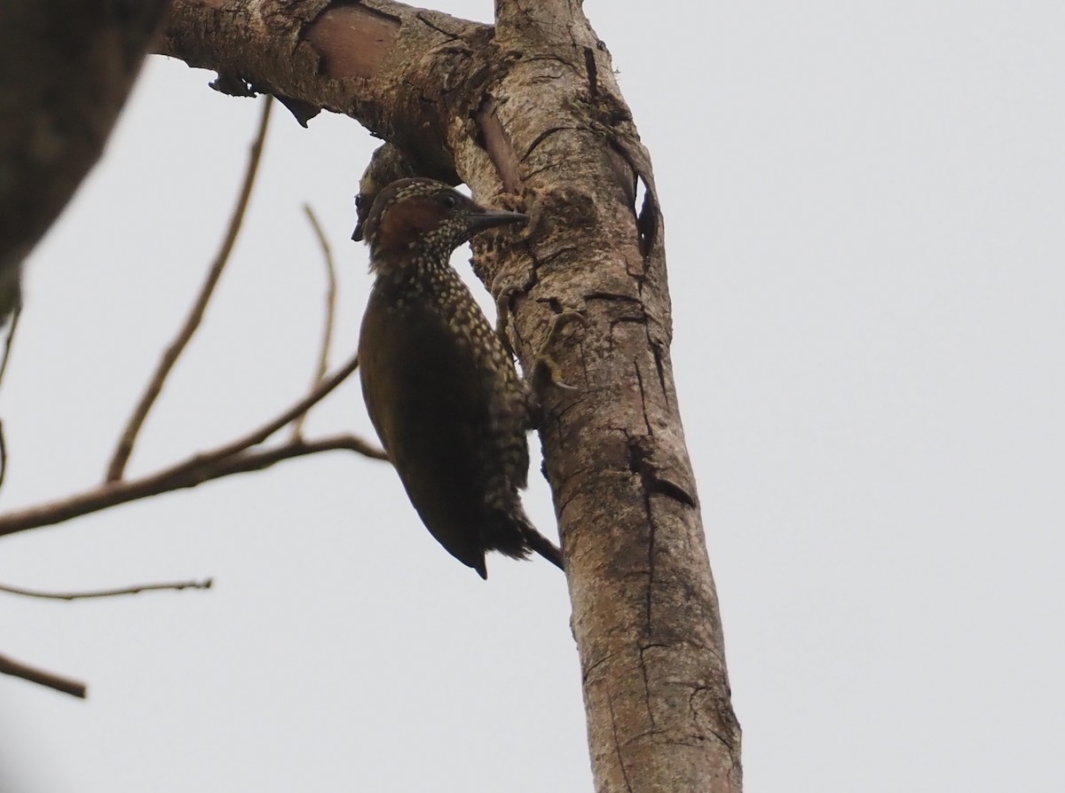 Brown-eared Woodpecker - ML612954457