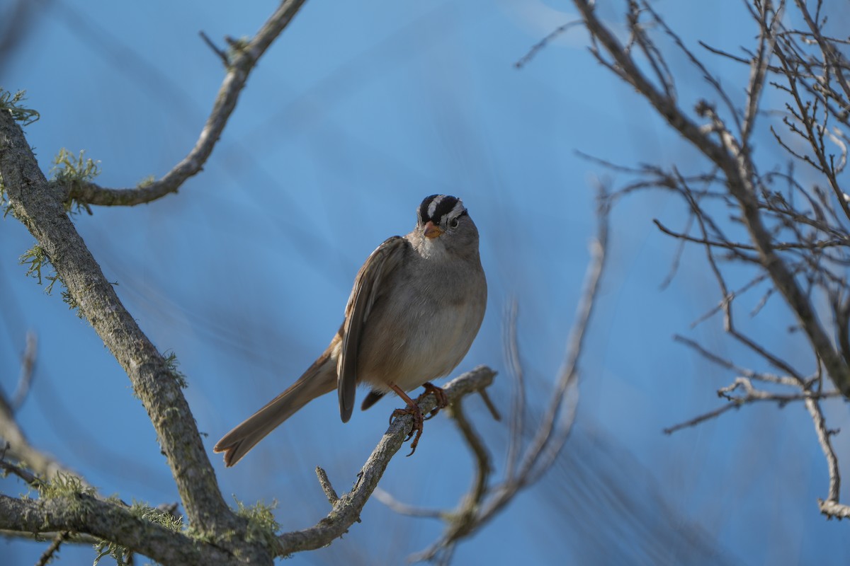 White-crowned Sparrow - ML612954476