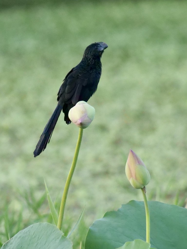 Smooth-billed Ani - ML612954482