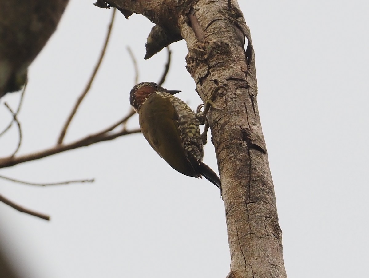 Brown-eared Woodpecker - ML612954533