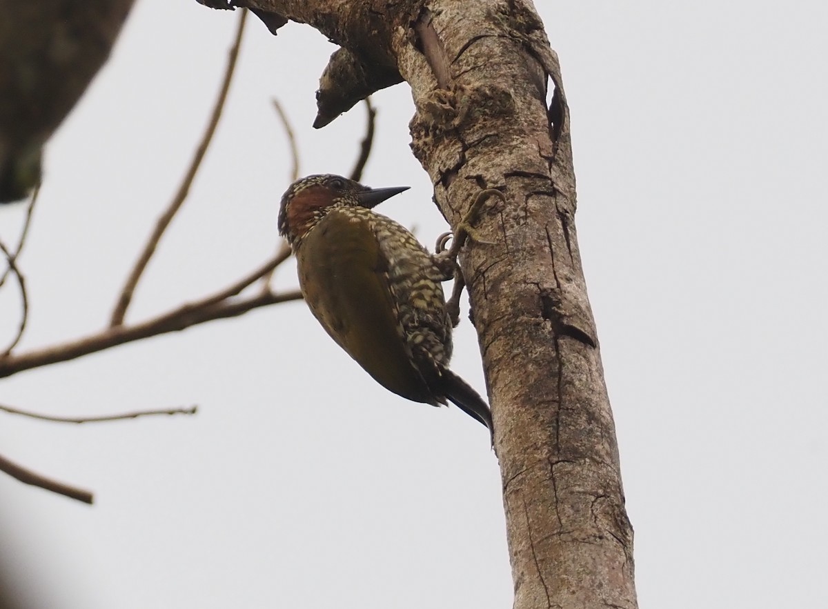 Brown-eared Woodpecker - ML612954584