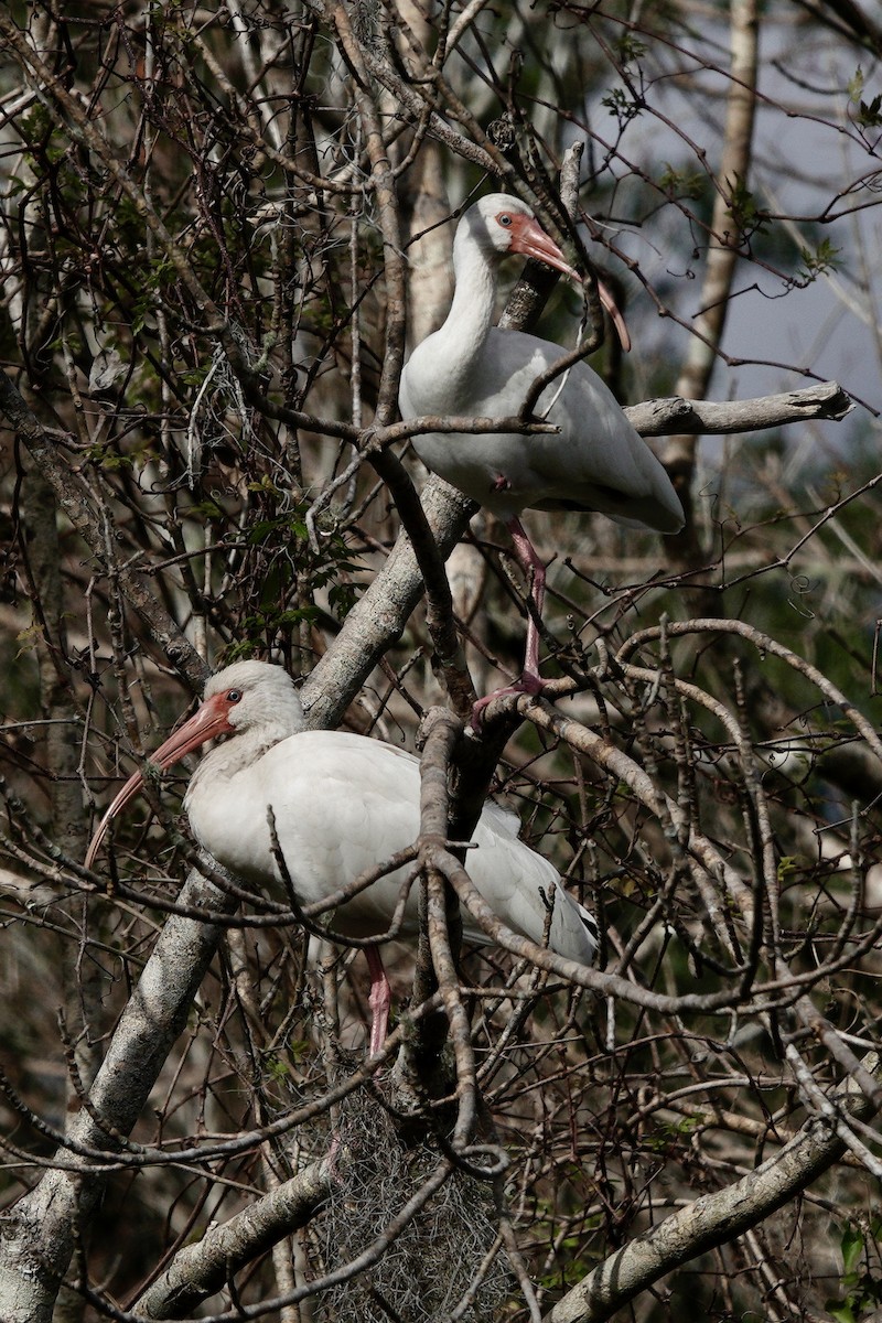 ibis bílý - ML612954711