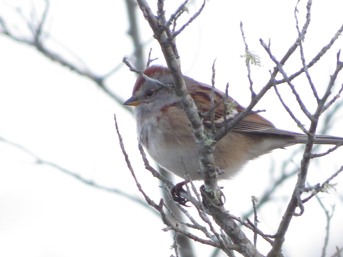 American Tree Sparrow - ML612954754