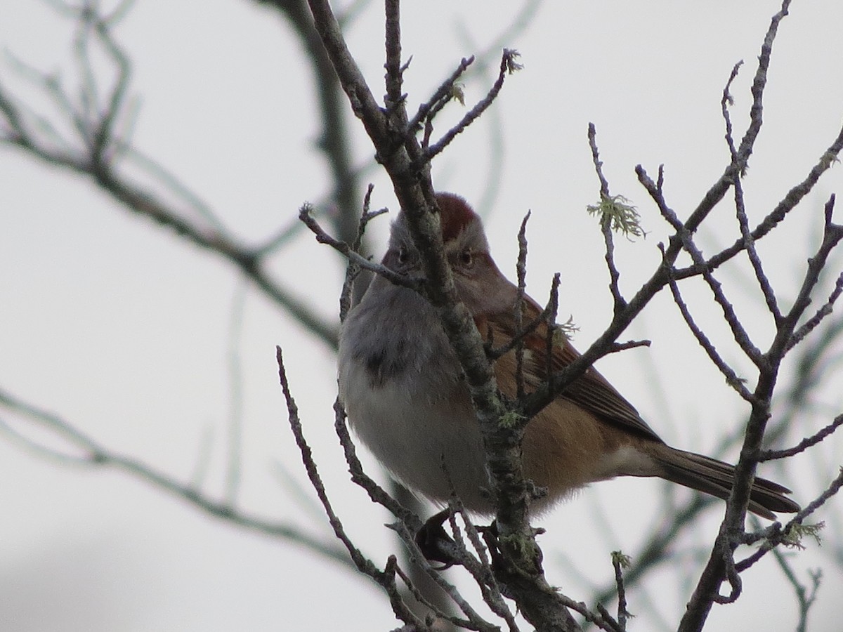 American Tree Sparrow - ML612954755