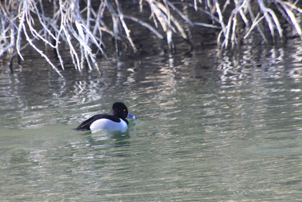 Ring-necked Duck - ML612954949