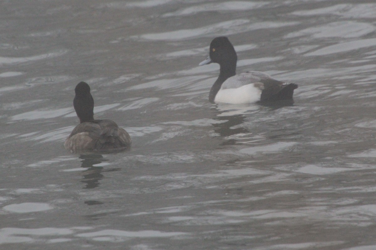 Lesser Scaup - ML612954973