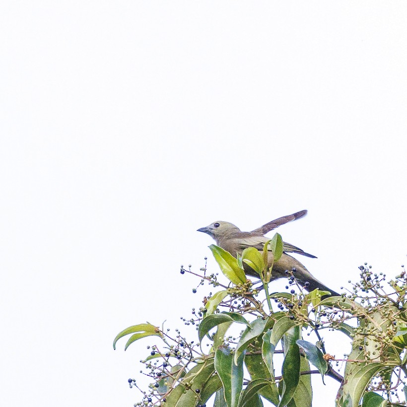 Palm Tanager - Daniel Esser