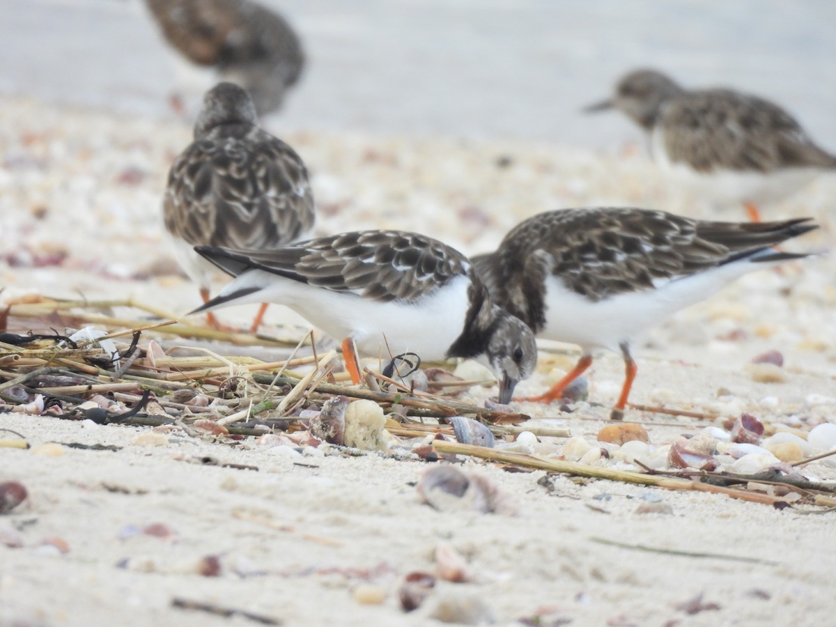 Ruddy Turnstone - ML612955012