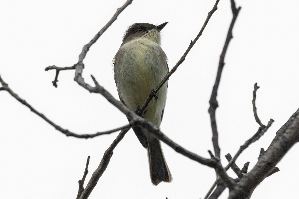 Eastern Phoebe - ML612955039