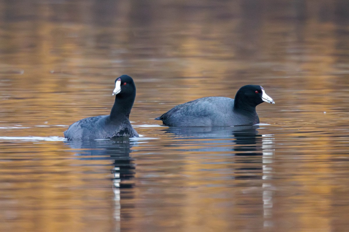 American Coot - Pierce Louderback