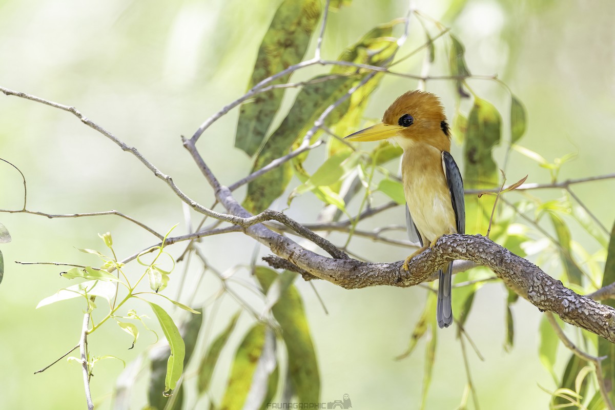 Yellow-billed Kingfisher - ML612955130
