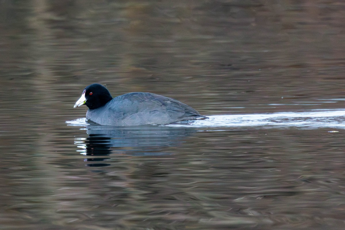 American Coot - Pierce Louderback