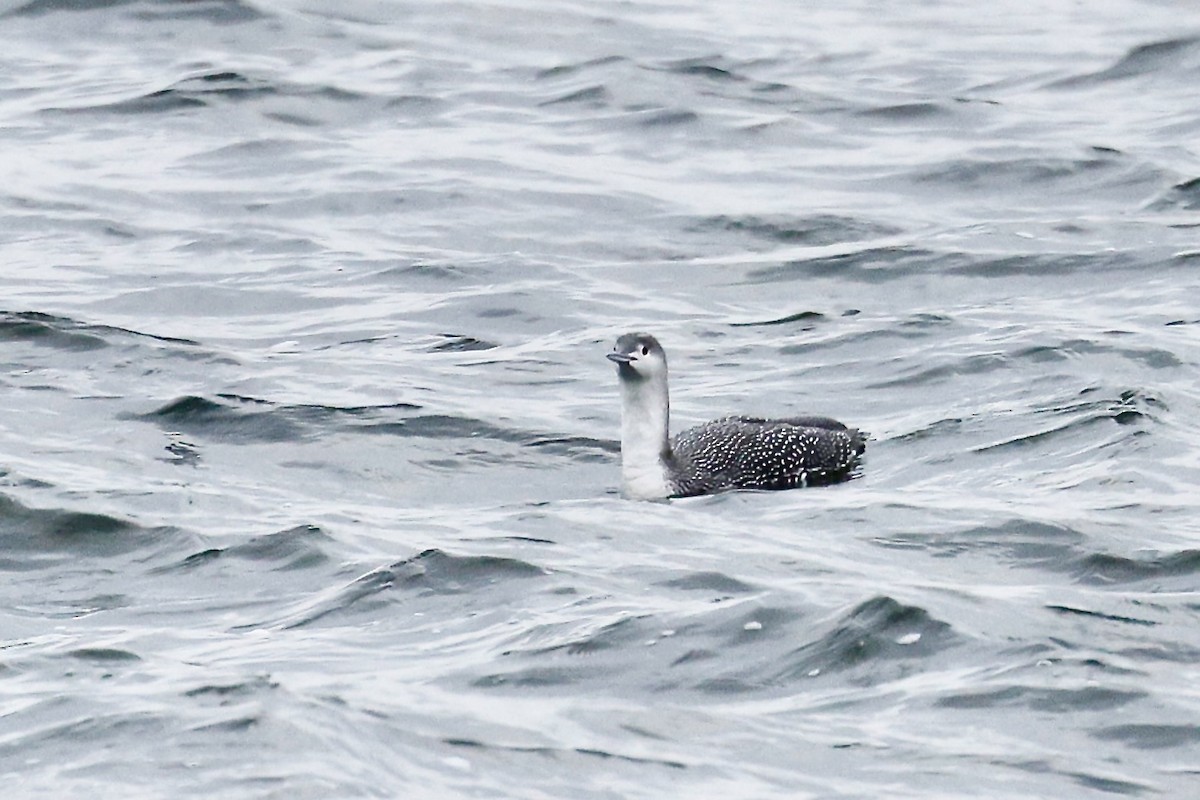Red-throated Loon - ML612955153