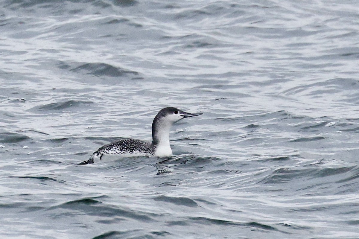 Red-throated Loon - ML612955154