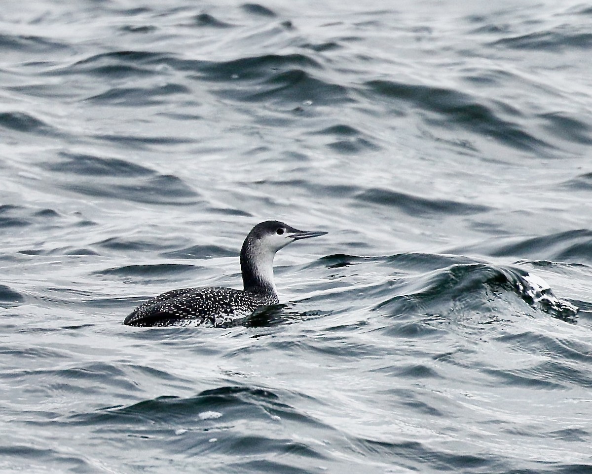 Red-throated Loon - ML612955162