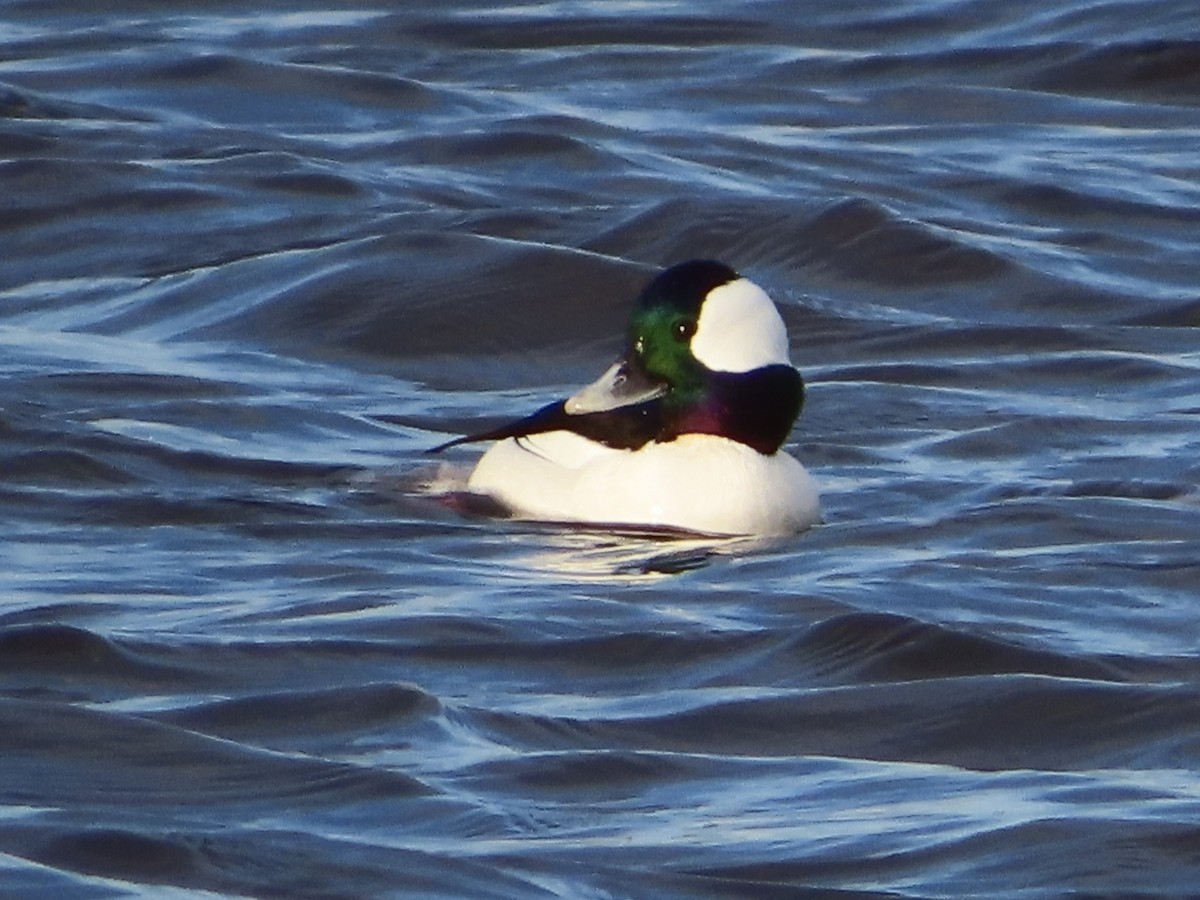 Bufflehead - ML612955186