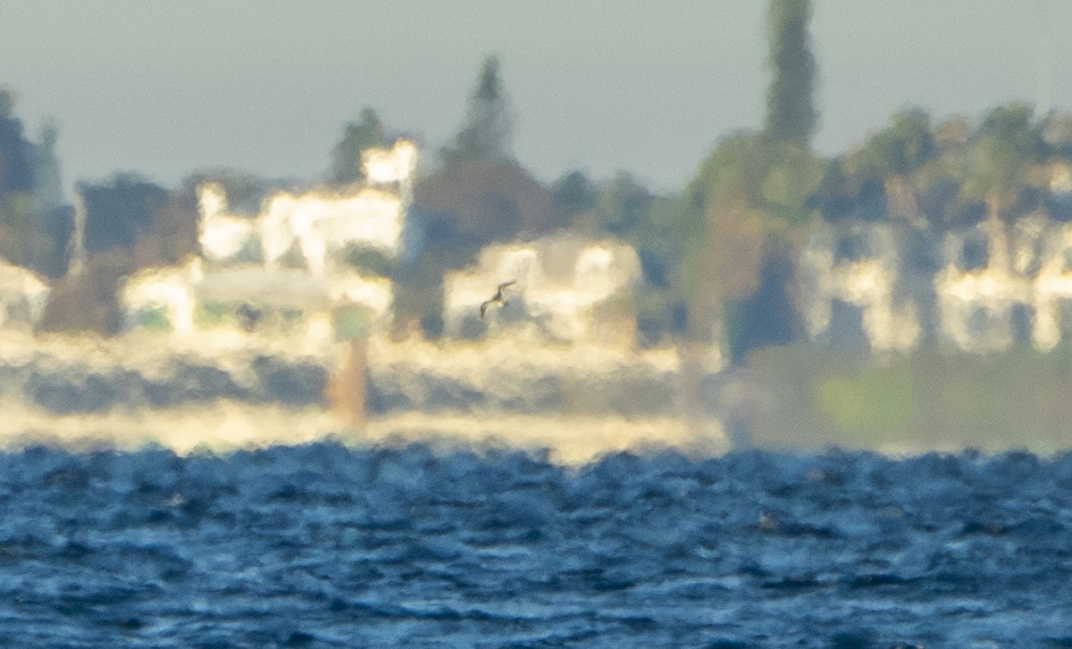 Red Phalarope - ML612955201