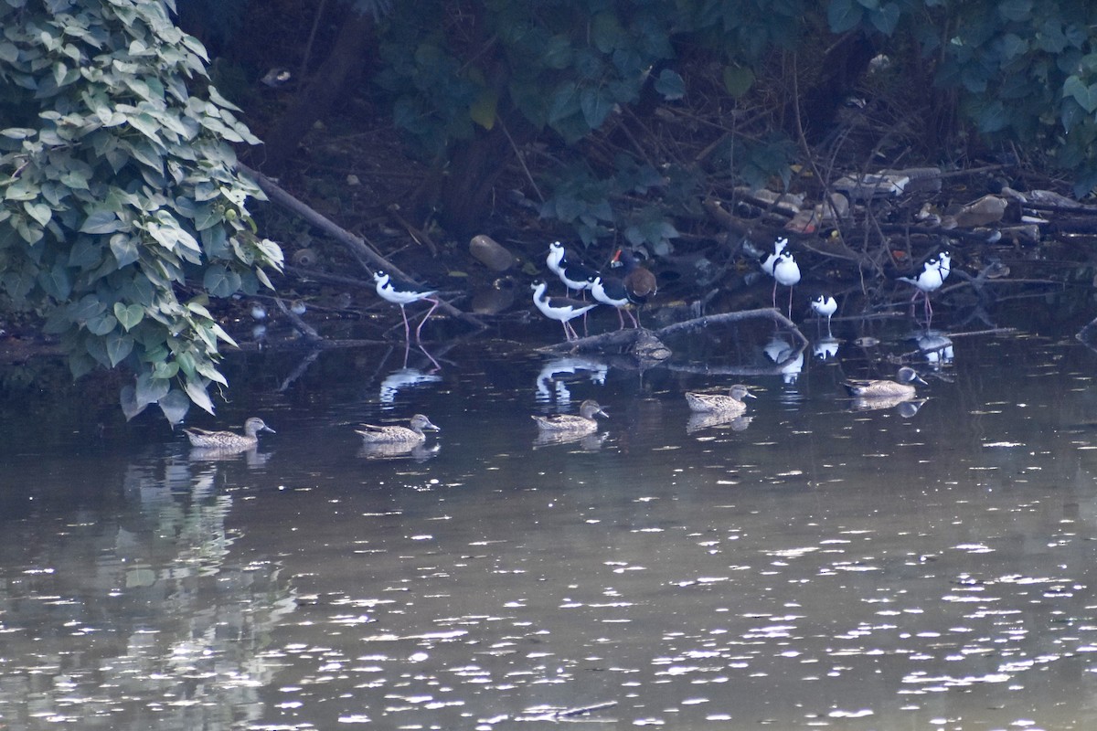 Blue-winged Teal - ML612955206