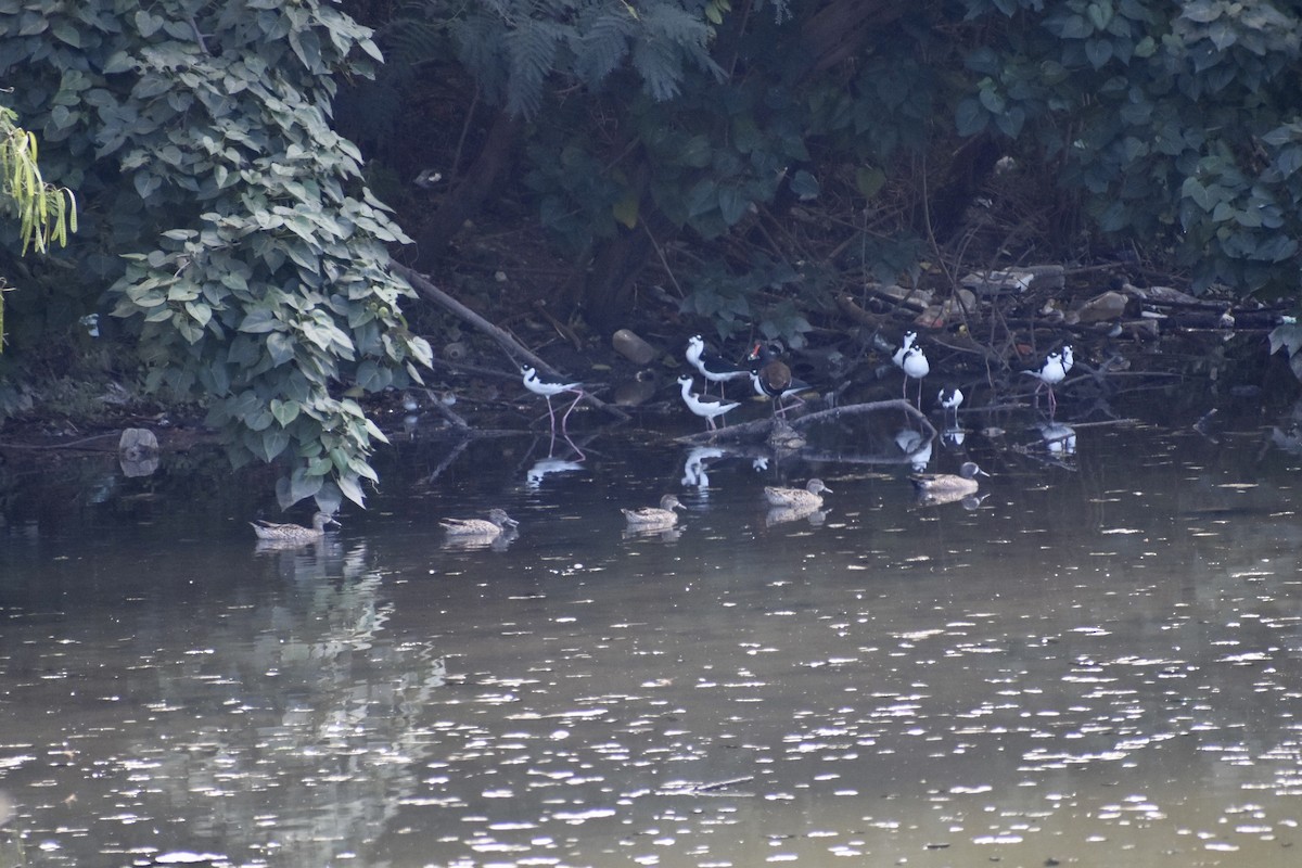 Blue-winged Teal - ML612955208