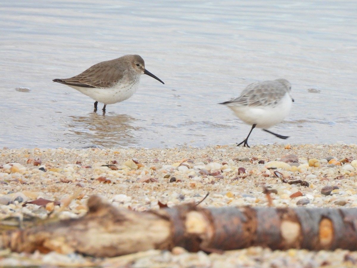 Alpenstrandläufer - ML612955209