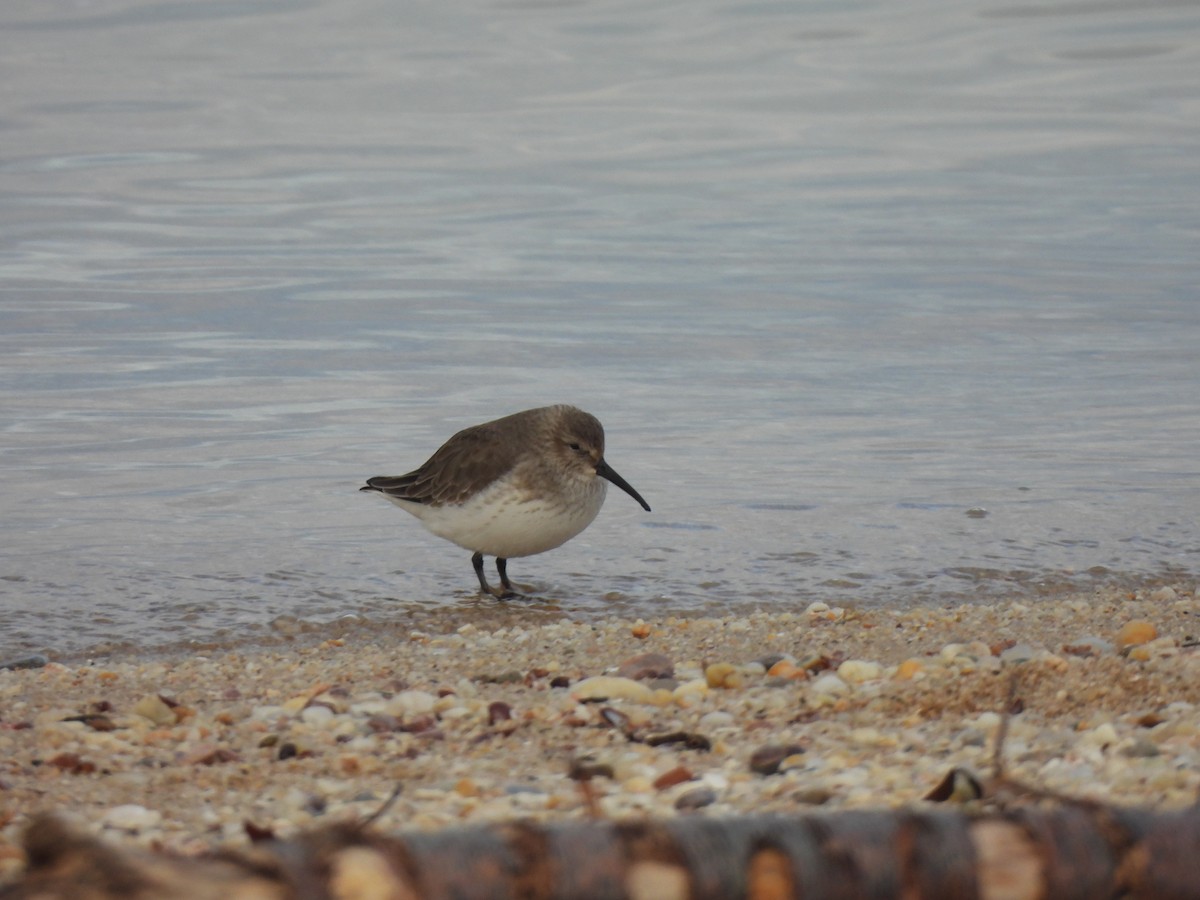 Dunlin - ML612955210