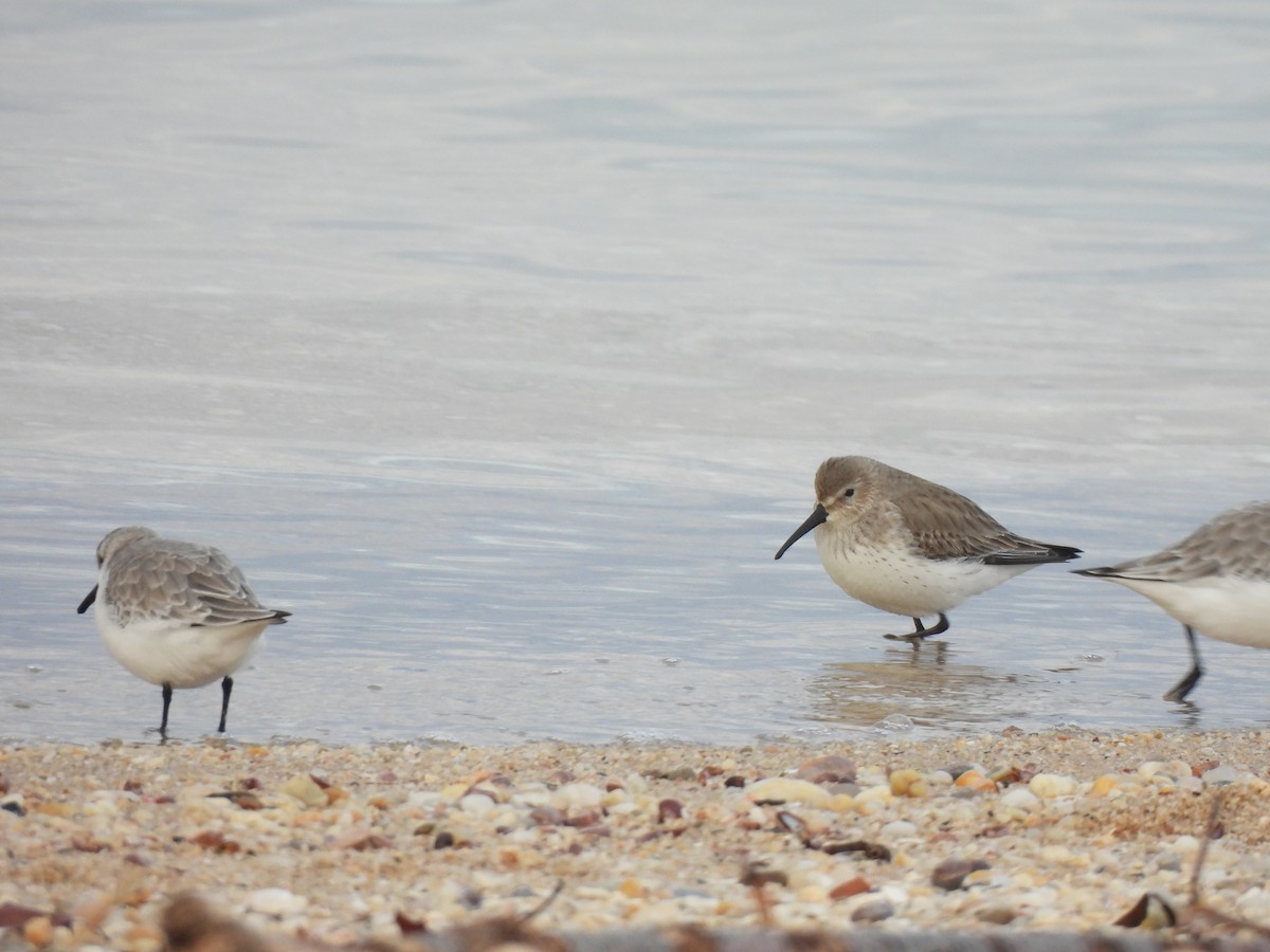 Dunlin - ML612955212