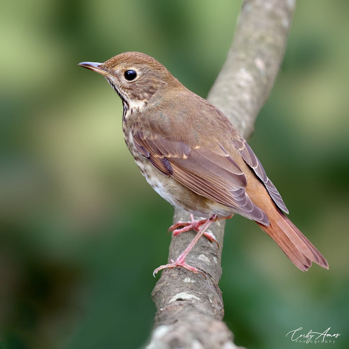 Hermit Thrush - ML612955237