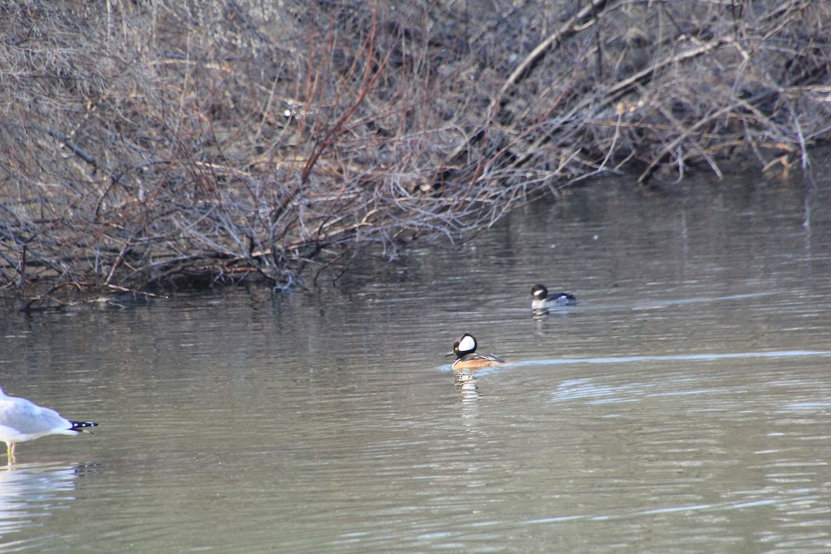 Hooded Merganser - ML612955242