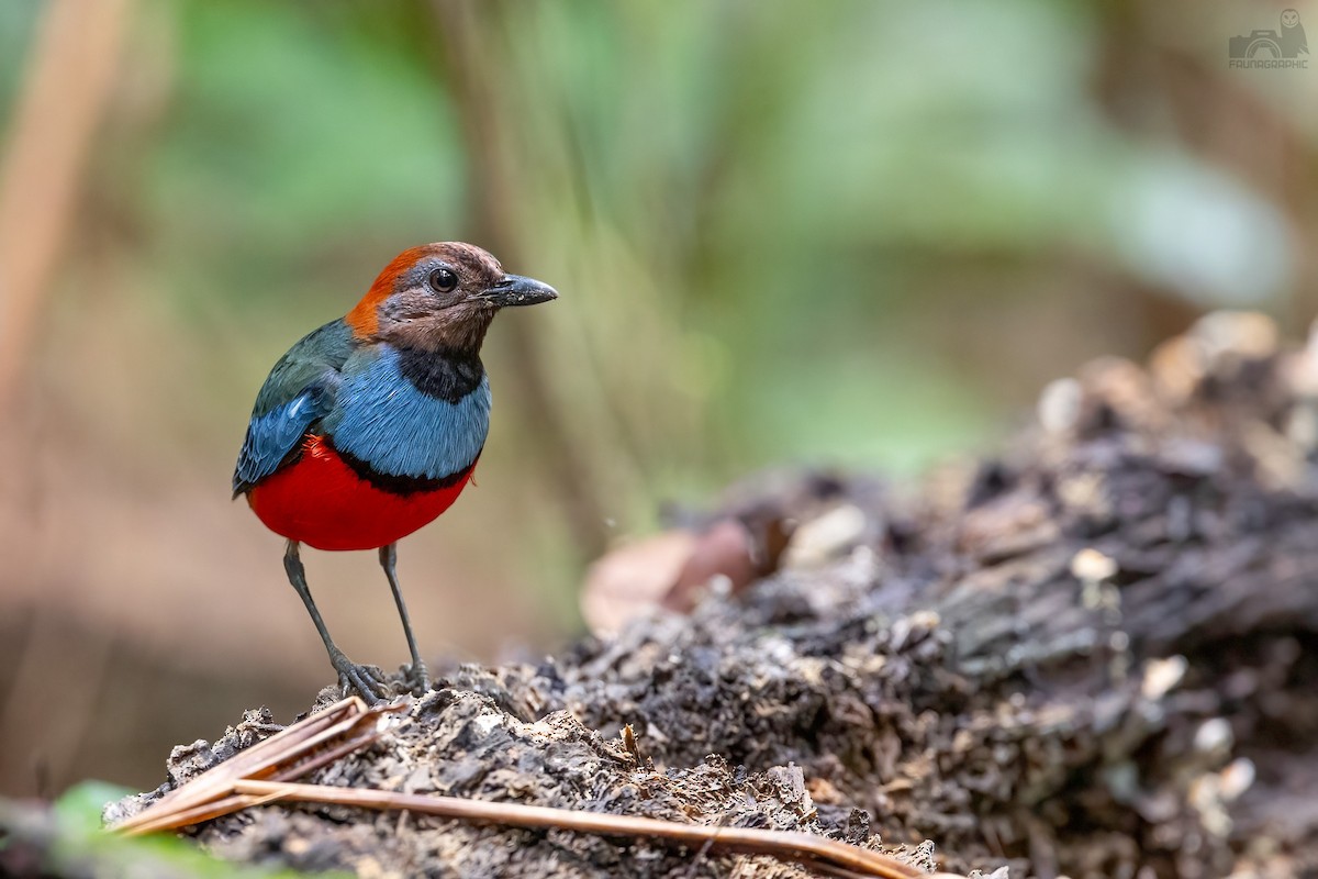 Papua-Blaubrustpitta - ML612955273