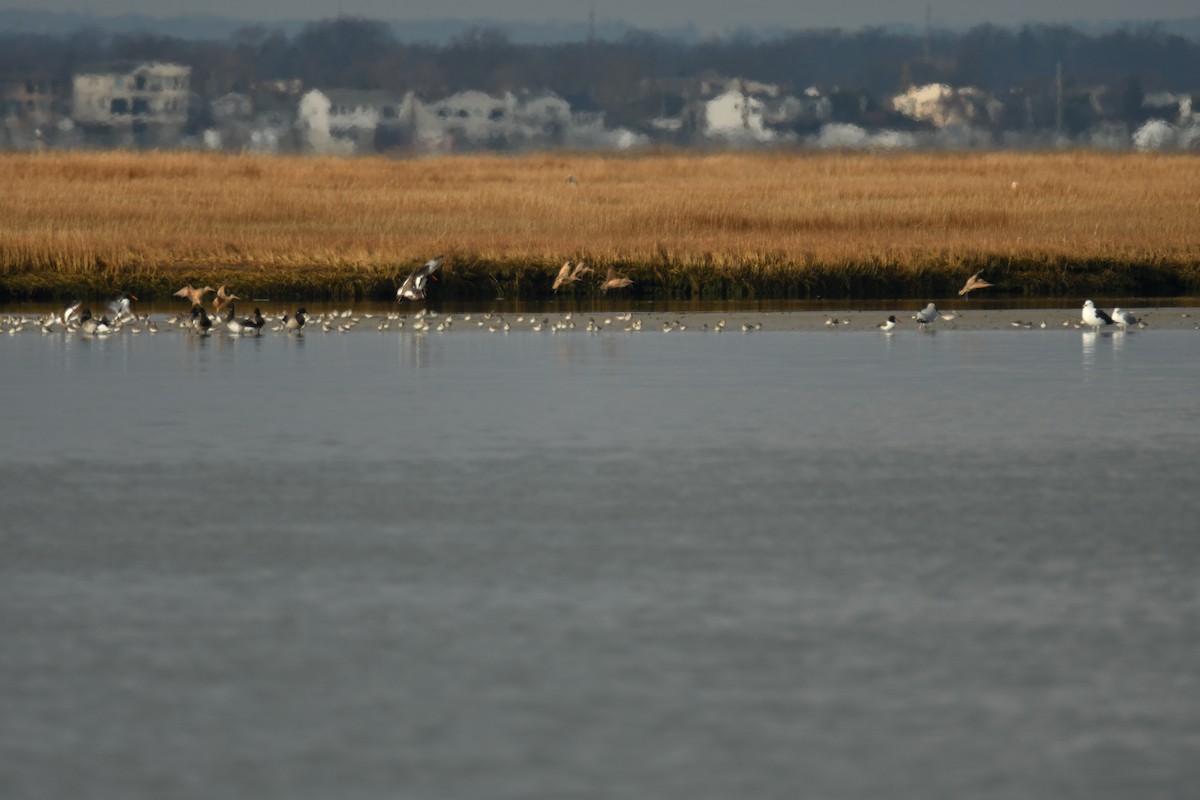 Marbled Godwit - Alissa Milillo