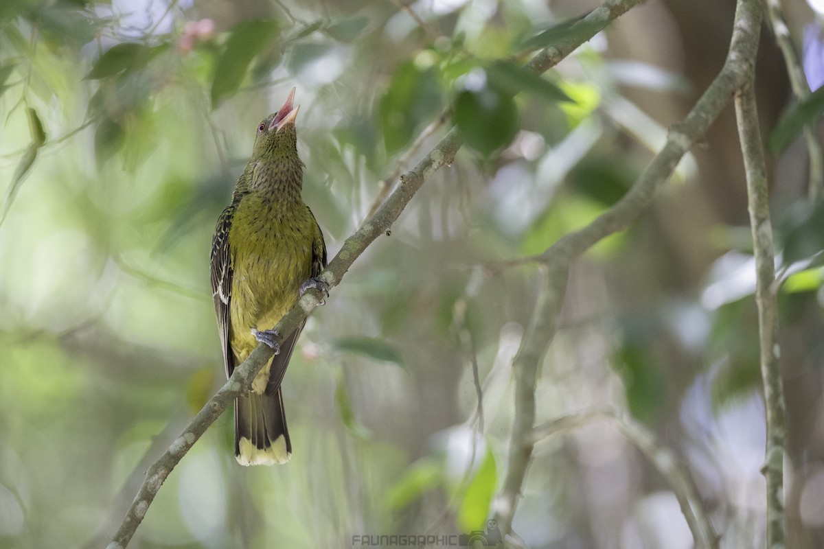 Green Oriole - ML612955301