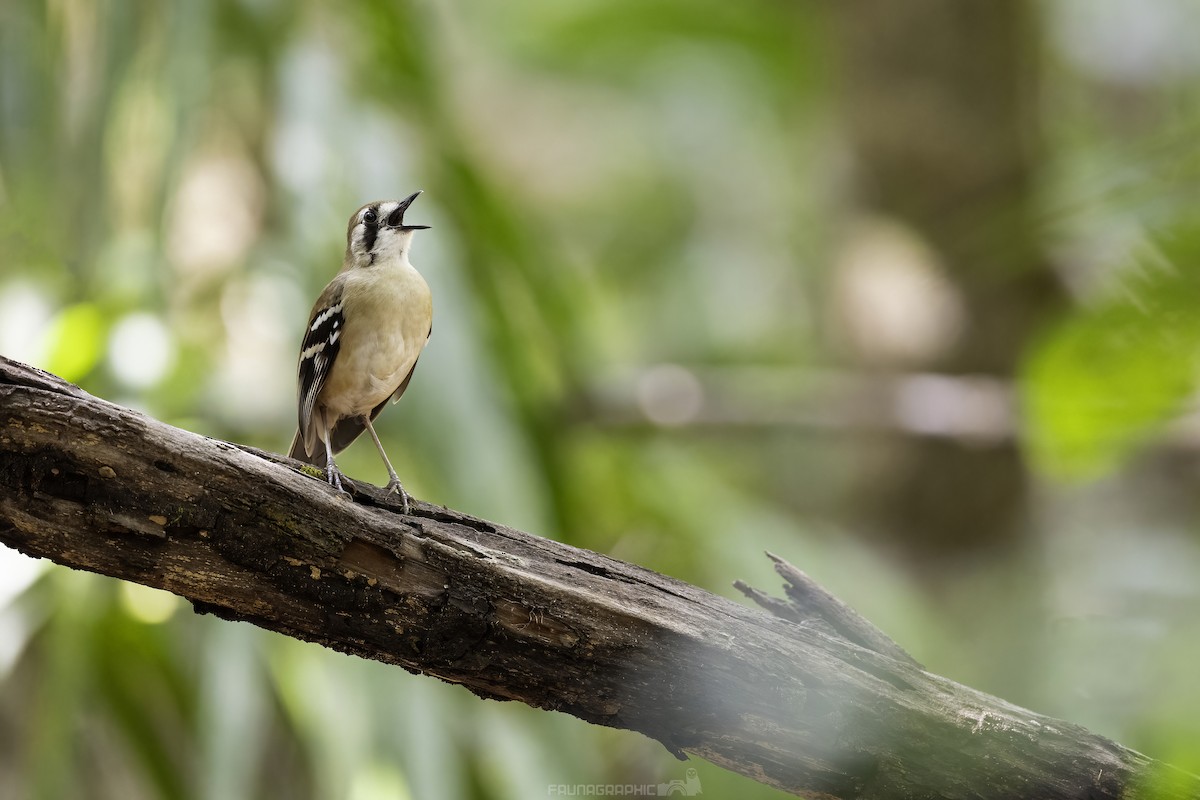 Northern Scrub-Robin - ML612955326