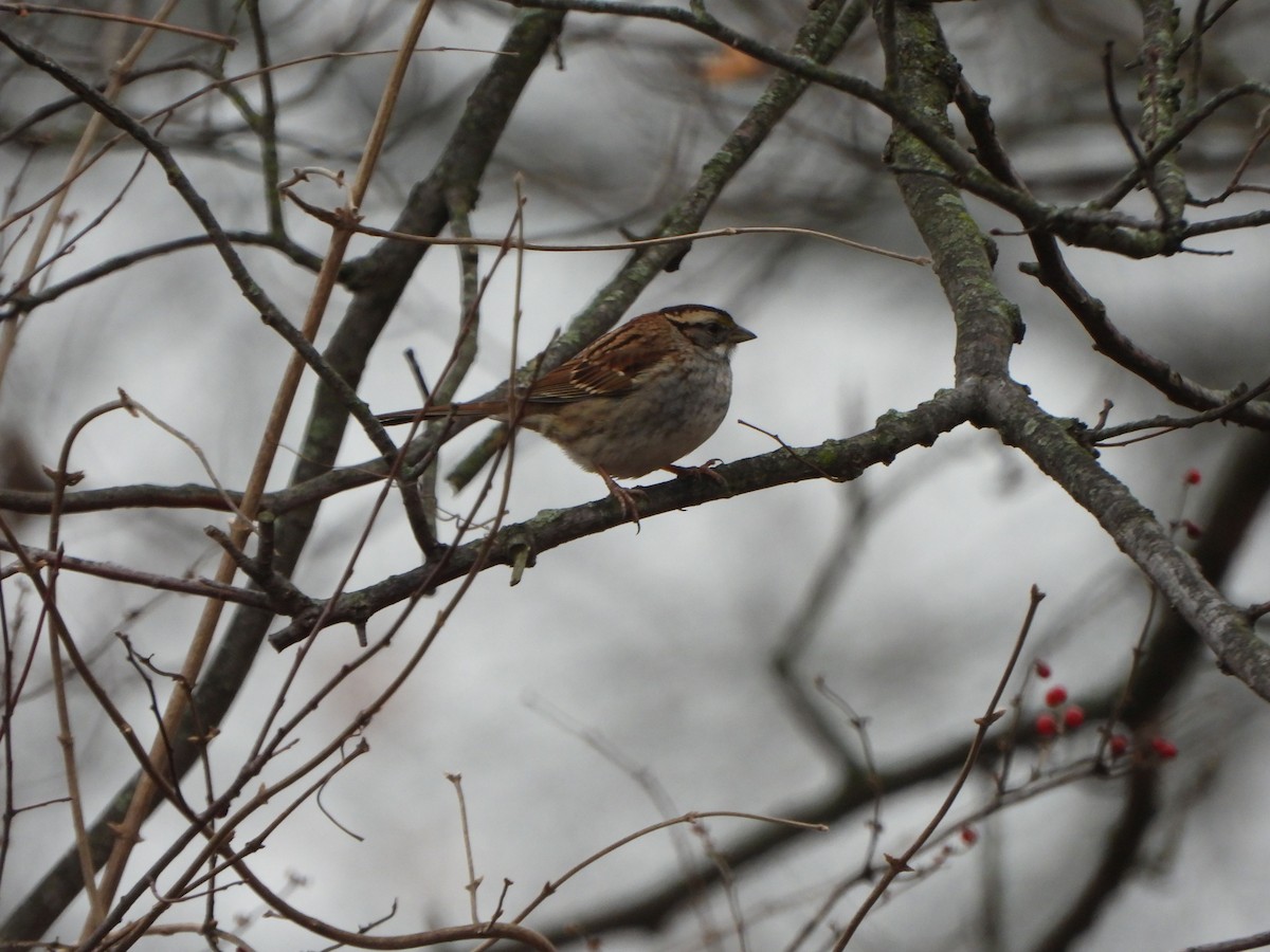 White-throated Sparrow - ML612955356