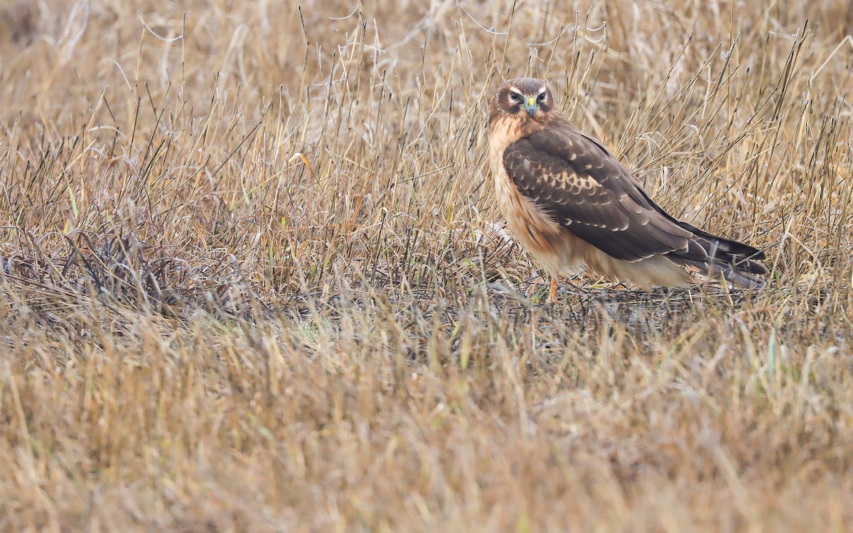 Northern Harrier - ML612955367