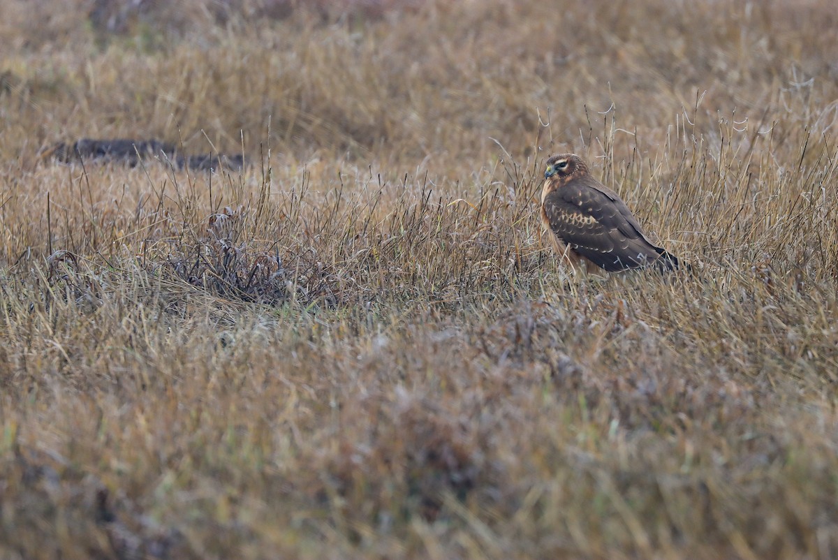 Northern Harrier - ML612955368