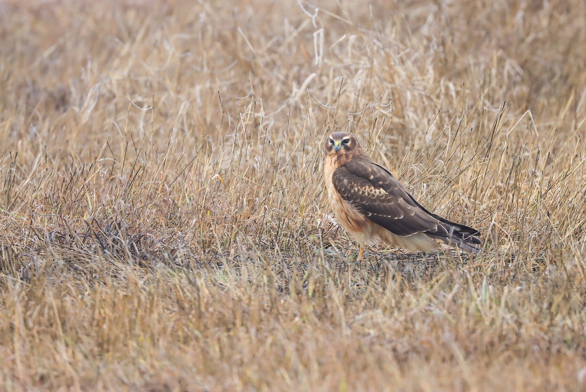 Northern Harrier - ML612955369