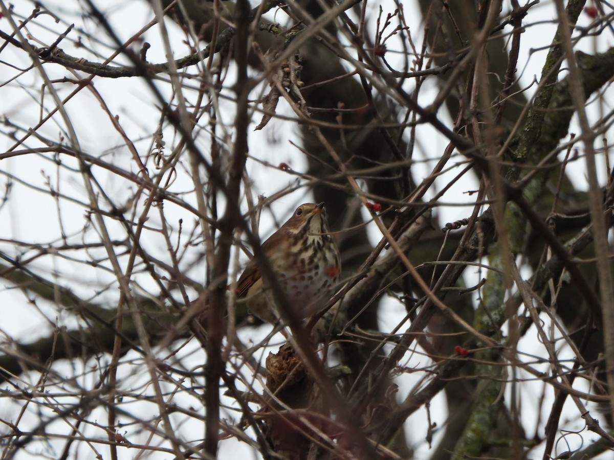 チャイロコツグミ - ML612955378